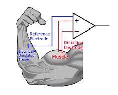 Muskelaktivität Messen Ähnlich wie beim Hautleitwert nehmen wir Elektroden Wir messen die Signale, die die Nerven an Muskeln senden Das nennt man Elektro-myo-graphie