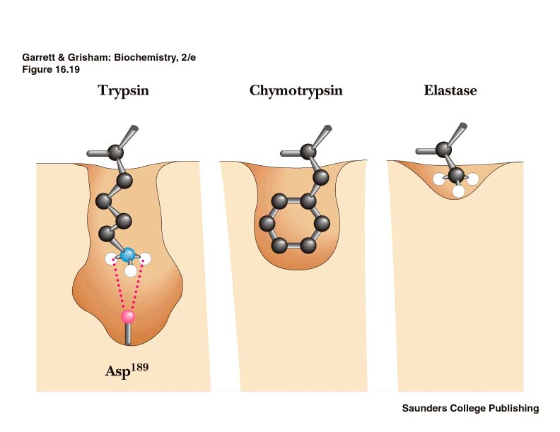 Die pankreatischen Serinpeptidasen Trypsin Chymotrypsin Elastase Ser Spezifisch