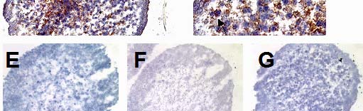 4. Ergebnisse 111 von Monozyten in intestinale Makrophagen induziert wird, wurde das Sphäroid-Modell der Makrophagendifferenzierung herangezogen 241, 20. Abb. 4.