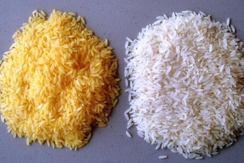 Herbizidtoleranz Schädlingstoxin zusätzliche Stoffwechselgene (z.b. Golden Rice) T-nos Dürretoleranzgene.