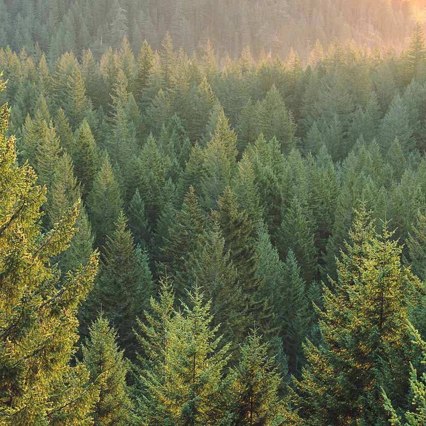 Holz was sonst? Seit mehr als 200 Jahren werden die Wälder in Deutschland nach dem Prinzip der Nachhaltigkeit bewirtschaftet.