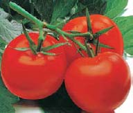 Lecker, knackig, aromatisch Tomaten anbauen ganz einfach! Keine Sorge, ein Gemüsebeet macht gar nicht so viel Arbeit. Und Sie können gar nicht so viel falsch machen!