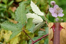 Archäophyten mit Ackerbau oder Römer eingeführt; Bsp. Esskastanie, Walnuss und Weinrebe oder der Apfel.