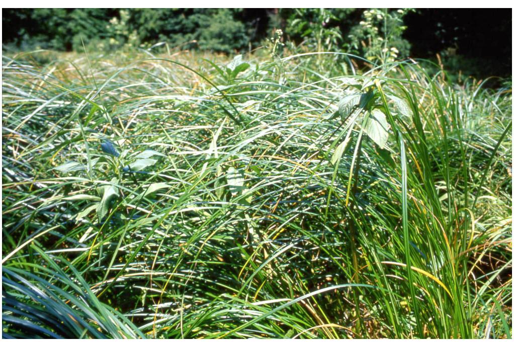 Foto 3: Dichtes Caricetum buekii mit einzelnen Impatiens glandulifera-pflanzen an der Thaya (Bestand E 7) (Aufnahme: F. Essl; Juli 2001)