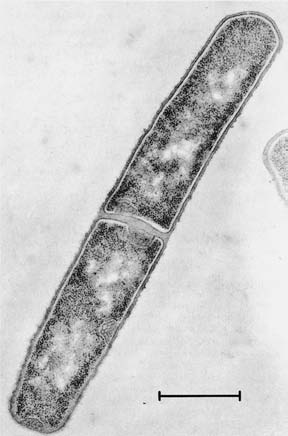 10.1 Prokaryonten sind kernlose Zellen 275 a Abb. 10.3 Bakterien im Elektronenmikroskop. a Gramnegatives Bakterium (Escherichia coli) mit Flagellen und Pili; dazu Lambda- Viren(Aufnahme:B.Menge,K.G.Lickfeld,Basel;M:Balken= 0,5 m).