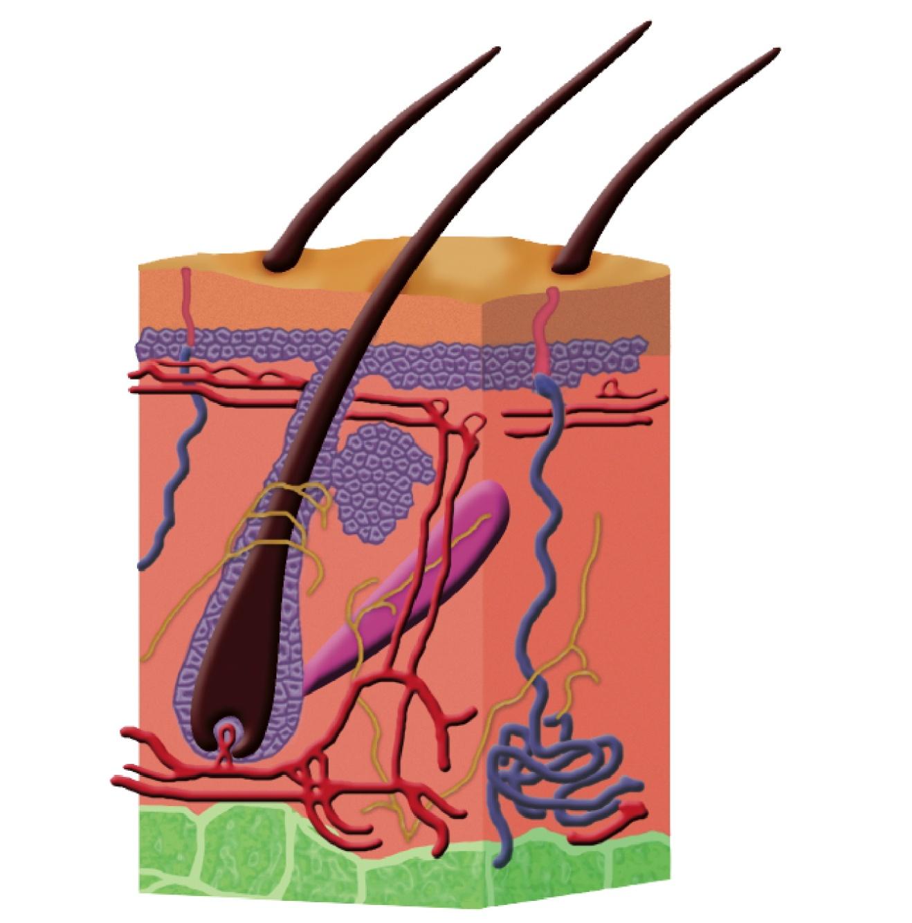 Aufbau der Haut Oberhaut (Epidermis) Haare Öffnung einer Schweißdrüse Blutgefäße