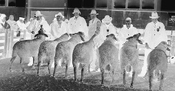 12 Mitteilungen des Landesverbandes Thüringer Schafzüchter e.v. zahlreichen Schafhaltern genutzt, um aus den angebotenen Fleischschafrassen einen Bock zur Erzeugung von besten Hybridmastlämmern zu ersteigern.