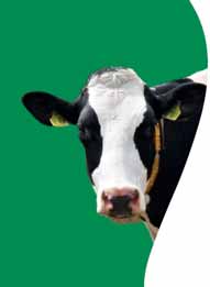 Zucht Milchrind RinderAllianz-Bullen deutschlandweit gefragt Die am häu gsten eingesetzten Bullen 2015 RinderAllianz-Bullen sind auch über die Grenzen unseres Zuchtgebietes sehr beliebt.