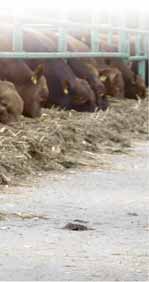 RINDUNDWIR April 2016 Rindermast ein Saisongeschäft Den Händlerspruch Kirschen Rot - Preise Tod haben die meisten Rindermäster schon mal gehört.