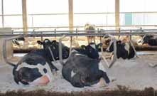 RINDUNDWIR April 2016 Neues aus der Wissenschaft Mastitiden sind hartnäckig Kühe zeigen veränderten Tagesrhythmus und untypisches Herdenverhalten bei Überbelegung Kanadische Wissenschaftler haben