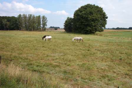 Beispielrechnung Flächenbedarf für 30 Pferde mit angrenzenden Paddocks Gesamter Flächenbedarf ca. 15.000 m² (1,5 ha) Die Weideflächen sind nicht einbezogen!
