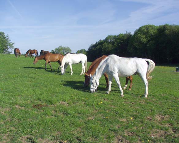 Bild Drohen Längere Zeit alleine gehaltene Pferde verlernen auf artgemäßes Verhalten angemessen zu reagieren Bild