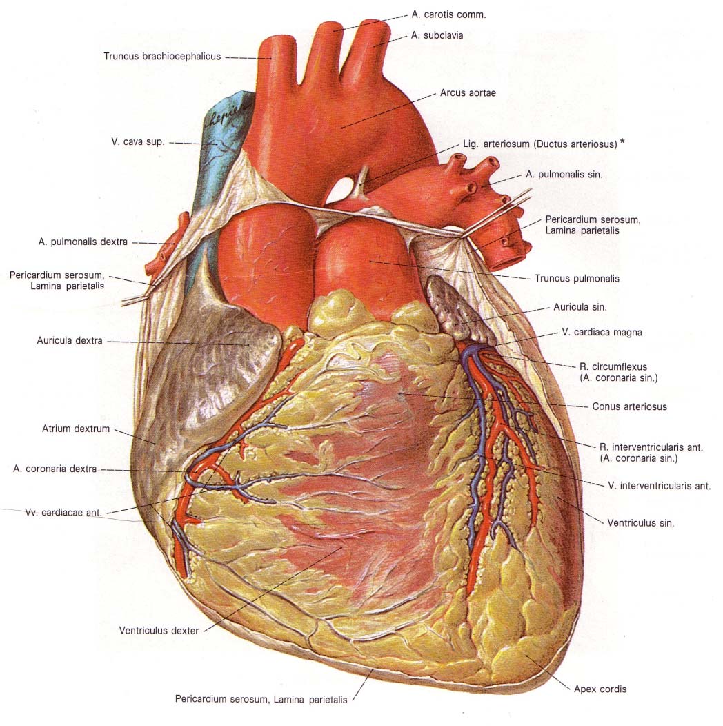4. Ventrales Herz Aus: dtv Atlas zur Biologie. Band 1.
