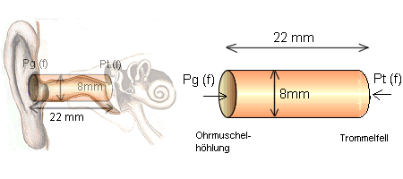 2 Aufbau und Funktion des Gehörs 3 Abb. 2: Gehörgang [2] f λ 4 = 0. 022 m c 340 = = = 3. 863 khz λ 4 0.022 (1) (2) Dadurch, dass der Gehörgang im Durchschnitt ca.