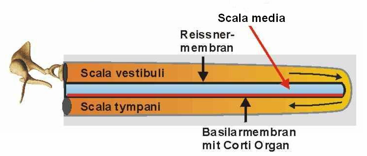 2 Aufbau und Funktion des Gehörs 6 Abb. 5: Scala vestibuli, Scala media, Scala tympani [3] Die Scala vestibuli ist von der Scala media durch das so genannte Reissner Membran getrennt.