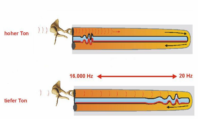2 Aufbau und Funktion des Gehörs 7 äußeren Haarzellen beträgt ca. 12000. Der Hörnerv besteht aus ca. 30000 afferenten Fasern und 2000 efferenten Fasern.