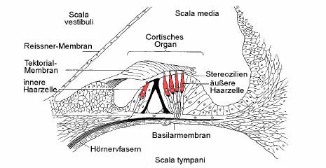 2 Aufbau und Funktion des Gehörs 8 Nervenimpulse verschlüsselt enthalten. Die Haarzellen sind auch im Kontakt mit der Tektorialmembran, die wie ein Deckel auf den Haarzellen sitzt. Abb.