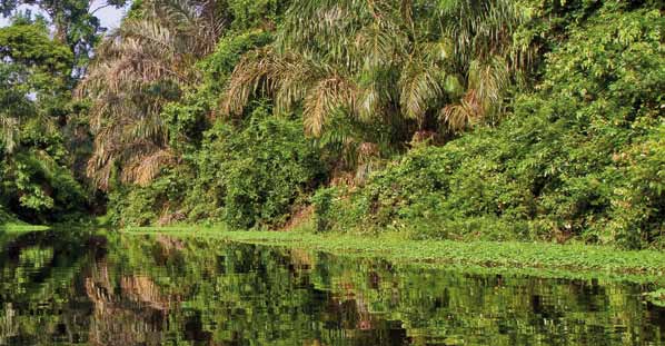 Amazonas-Kreuzfahrten: Komfortable Abenteuer im brasilianischen Regenwald Reisen auf den Gewässern und zu den Naturwundern Südamerikas haben Forscher und Entdecker aller Zeiten begeistert.