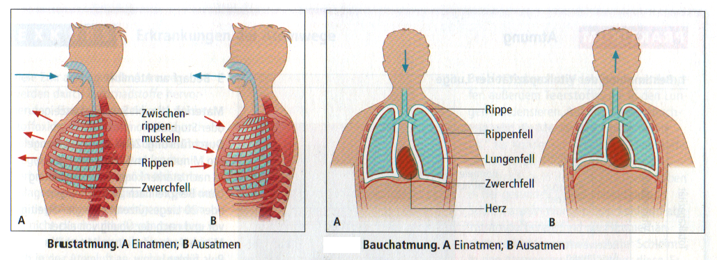Atmungsmuskulatur und Atmungsaktion Lunge besitzt keine eigenen Muskeln.
