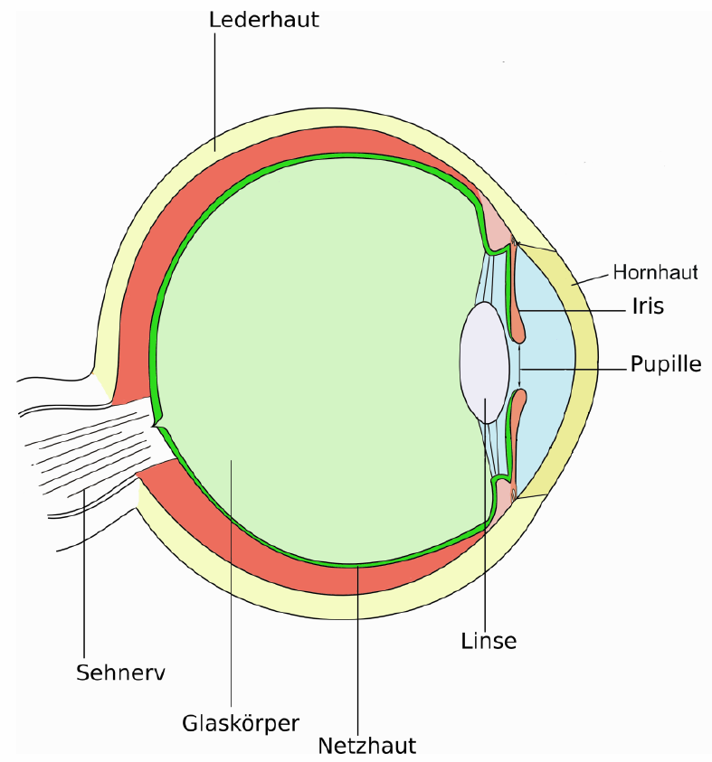 Beispiel:, In diesem Kapitel soll die Ursache für das begrenzte Auflösungsvermögen des Auges und anderer optischer Geräte untersucht werden.