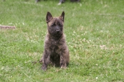 Holländischer Schäferhund Entnommen von der Website des NHC Übersetzung durch J.L.Gersjes - Überarbeitung durch HSCD e.v. Beim Holländischen Schäferhund unterscheidet man drei Variationen: Kurzhaar, Langhaar und Rauhaar.