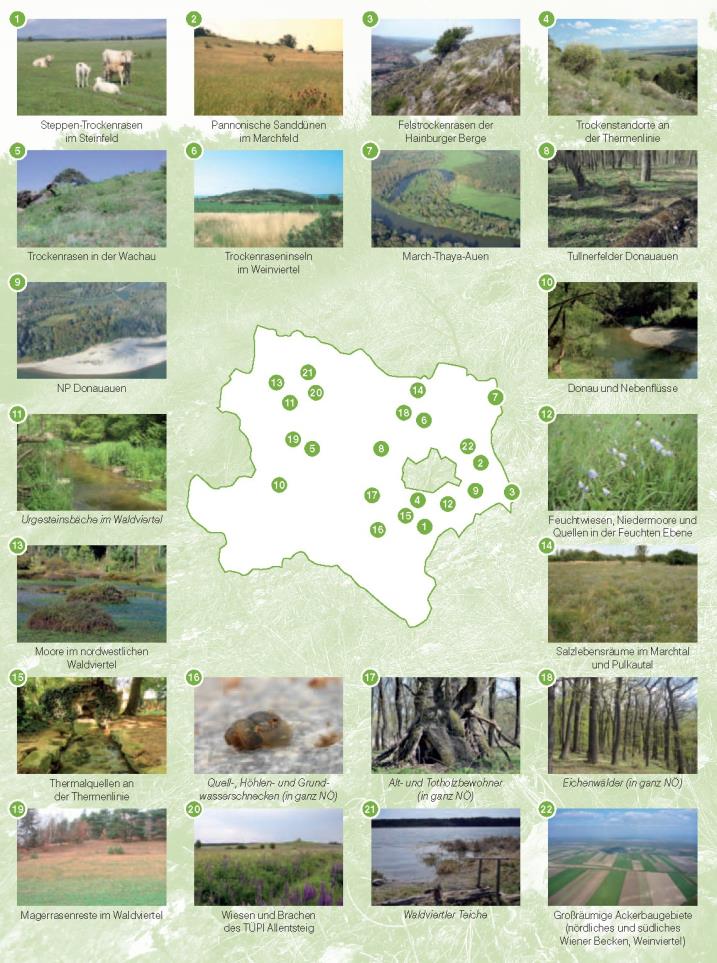 Handlungsfelder (Quelle: Konzept zum Schutz von Lebensräumen und Arten in Niederösterreich, 2011) Trockenstandorte an der Thermenlinie Trockenrasen