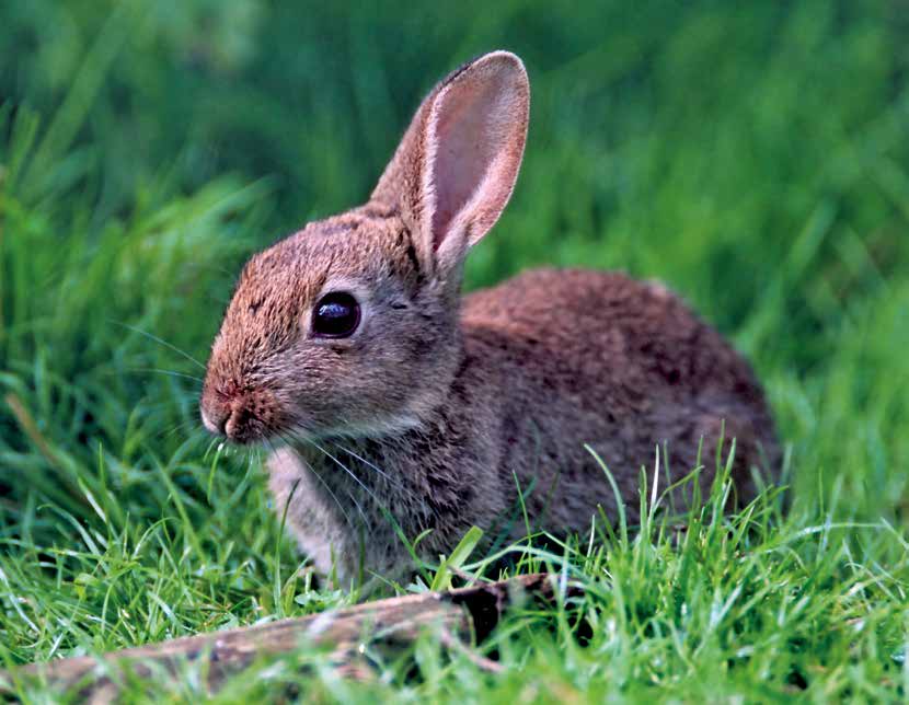 Kaninchen durch Myxomatose und RHD stark zurück gegangen Die Jagdstrecken des Wildkaninchens schwanken sehr stark Trotz des starken Besatzrückganges Ende der 1990er Jahre ist das Kaninchen noch weit