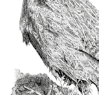 Rebhuhn (Perdix perdix L.) Egbert Strauß Rebhuhn Größe Paarungszeit Brutdauer und Gelegegröße Gewicht Lebensraum ca.