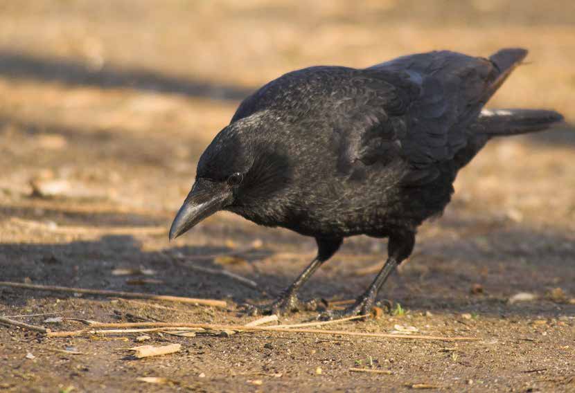 Alle Rabenvögel verfügen über eine hohe Intelligenz und können Wissen auch weitergeben Foto: piclease / Richard Dorn und brüten einzeln und territorial.