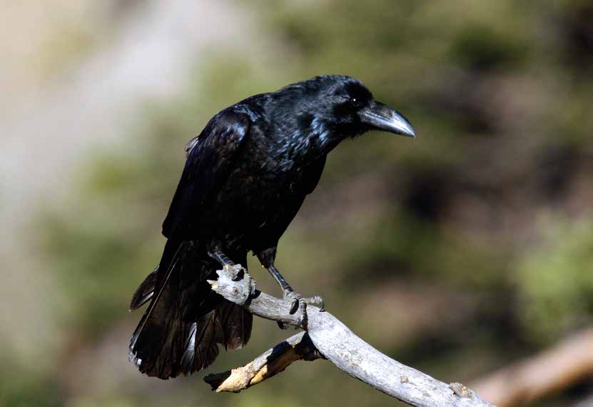 Arten, die dem Jagdrecht unterliegen mit ganzjähriger Schonzeit Kolkrabe (Corvus corax, L.
