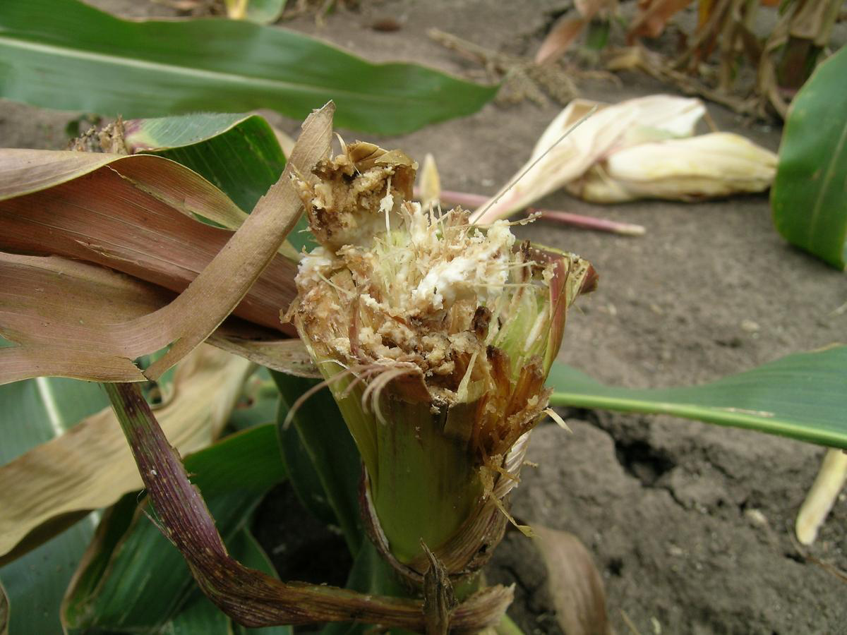 Bt - Pflanzen Maiszünsler (Ostrinia nubilalis), European corn borer ursprüngliche Heimat Europa 1920 in die USA verschleppt zählt zu den wirtschaftlich