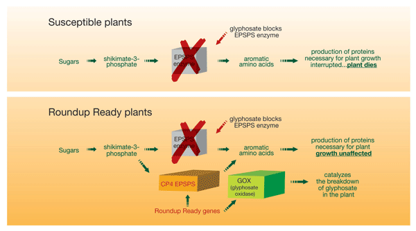 HR-Pflanzen System: Roud-up-ready = Glyphosat-Resistenz