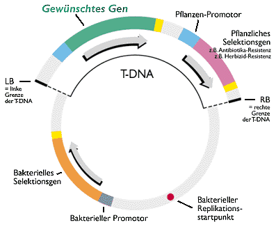Wie sieht ein Genkonstrukt aus?