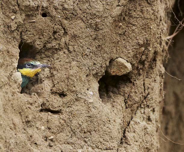 Reger Betrieb an der Brutwand: Deutlich sind die markanten Einkerbungen durch die Krallen zu erkennen, die entstehen, wenn sich die Vögel beim Landen an der Wand festhalten.