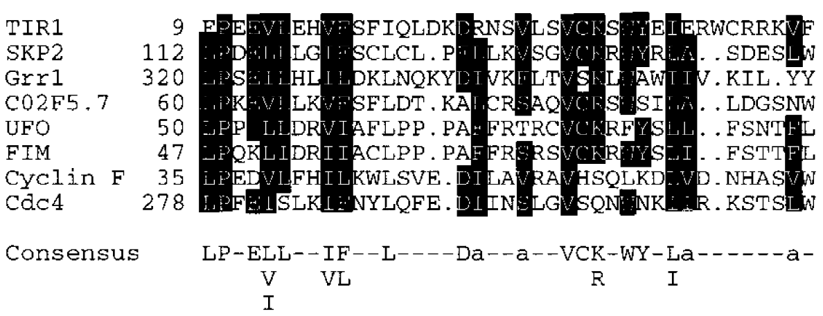 Ergebnisse: TIR1 besitzt LRR- und F-Box-Domänen Ähnliche Proteine sind