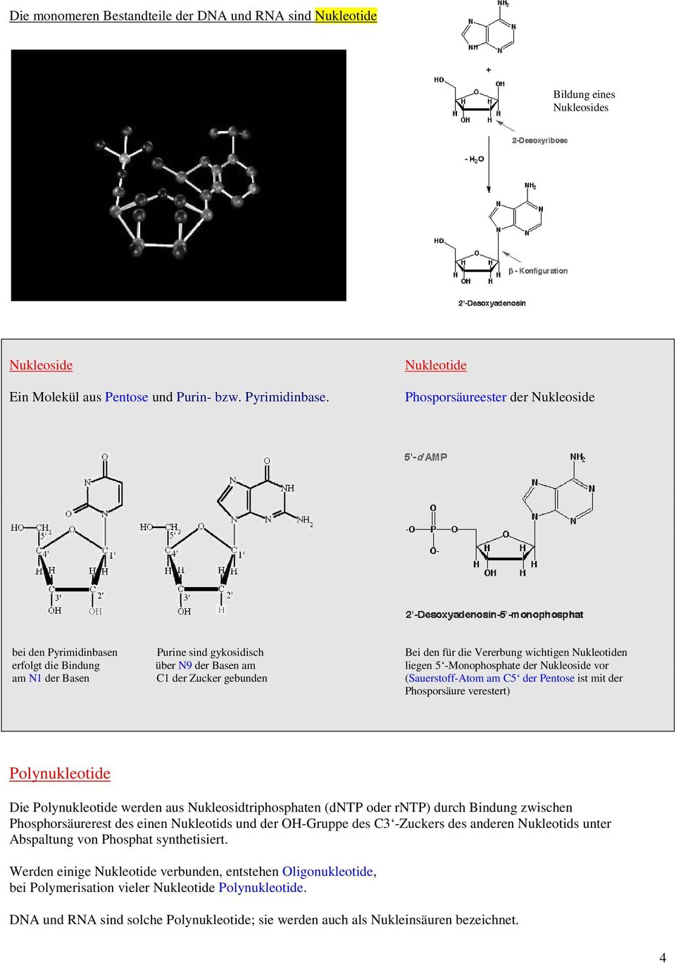 -Monophosphate der Nukleoside vor am N1 der Basen C1 der Zucker gebunden (Sauerstoff-Atom am C5 der Pentose ist mit der Phosporsäure verestert) Polynukleotide Die Polynukleotide werden aus