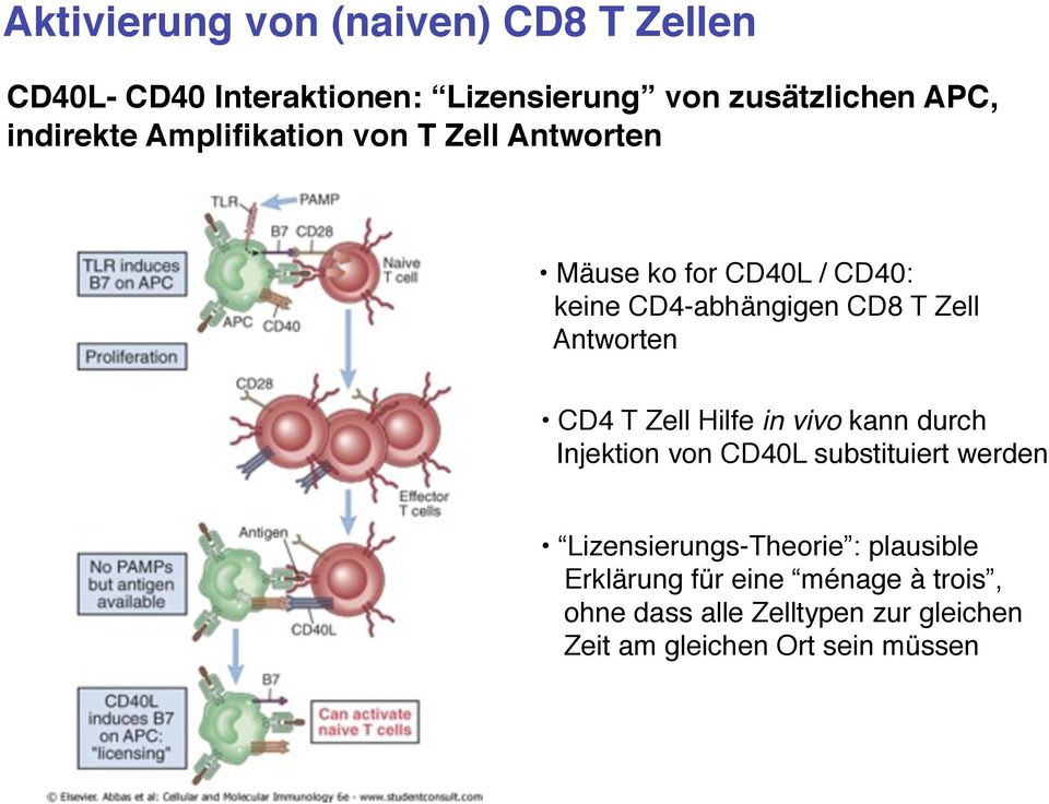 Antworten CD4 T Zell Hilfe in vivo kann durch Injektion von CD40L substituiert werden Lizensierungs-Theorie