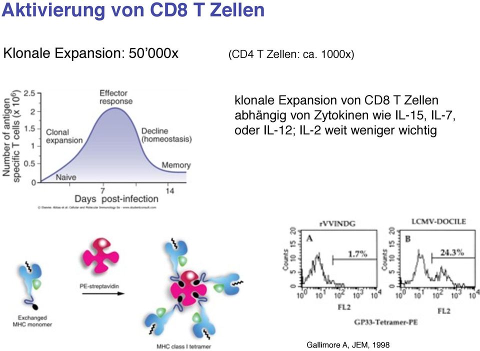 1000x) klonale Expansion von CD8 T Zellen abhängig von