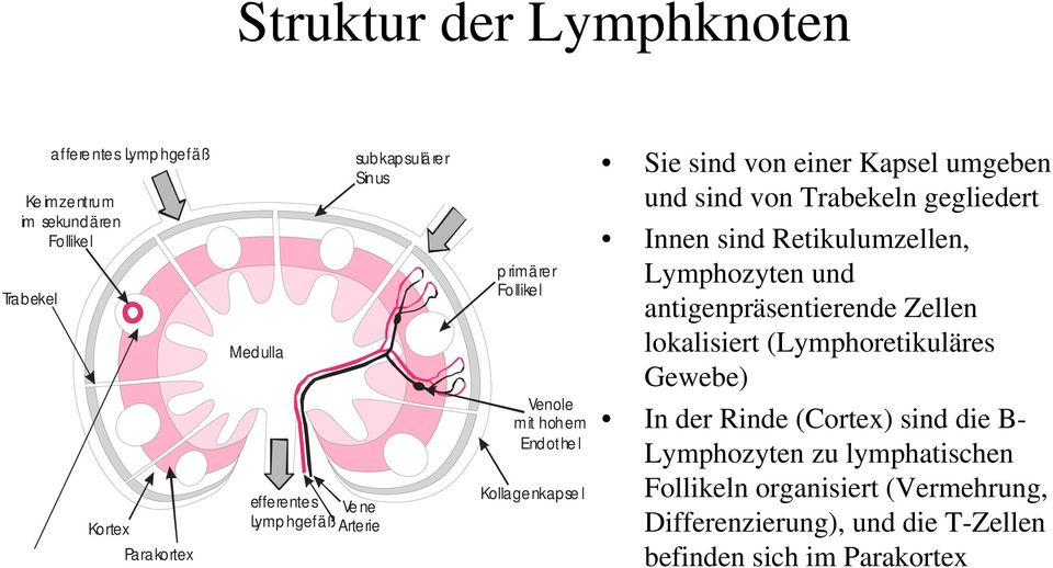 von Trabekeln gegliedert Innen sind Retikulumzellen, Lymphozyten und antigenpräsentierende Zellen lokalisiert (Lymphoretikuläres Gewebe) In der