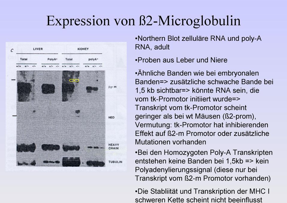 Vermutung: tk-promotor hat inhibierenden Effekt auf ß2-m Promotor oder zusätzliche Mutationen vorhanden Bei den Homozygoten Poly-A Transkripten entstehen keine Banden