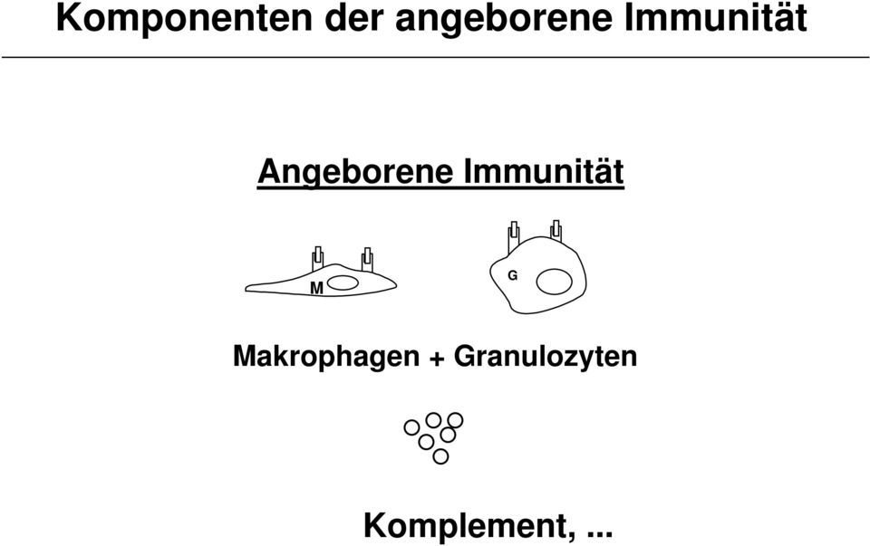 Angeborene Immunität M G