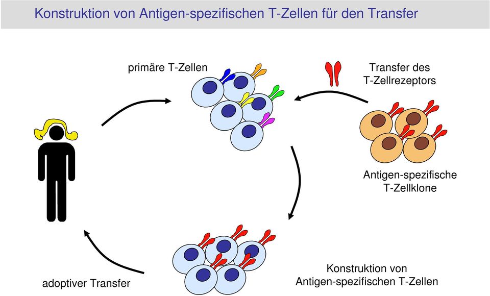 T-Zellrezeptors Antigen-spezifische T-Zellklone