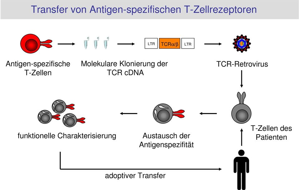 cdna TCR-Retrovirus funktionelle Charakterisierung Austausch