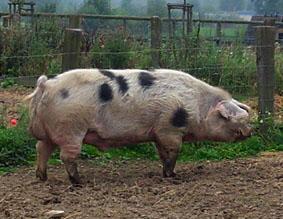 Ausgangssituation Schwein In 10 Jahren ist Deutschland vom Importeur zum Exporteur im Bereich Schwein