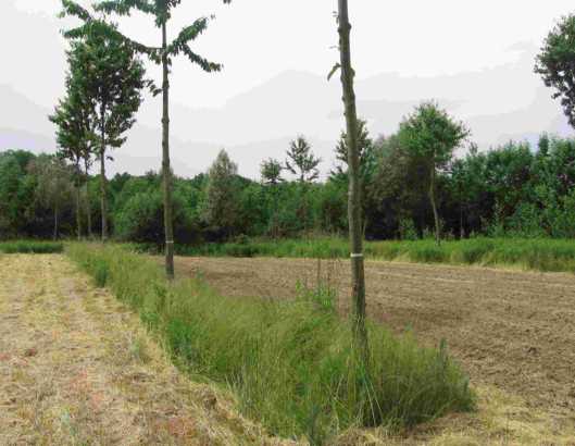 Im Rahmen des Projektes agroforst behandelte AFS: Spatiale Agroforstsysteme mit einzeln stehenden Laubbäumen auf landwirtschaftlichen Flächen zur Produktion von Wertholz (im Idealfall Furnierholz):