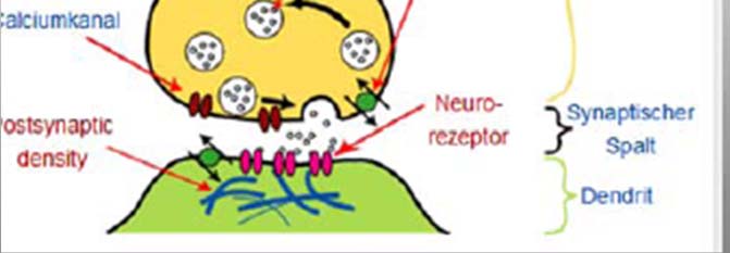 Neuronen und ihre Zwischenverbindungen durch Synapsen sind die Schlüsselelemente für die Neuronale