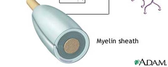 Myelinisierung (Markreifung) meint die Ausstattung von Nervenfasern mit Myelin oder Marksubstanz.