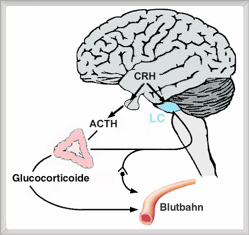 Hypothalamus-Hypophysen-Nebennierenrinden- System (HPA- System) Streß führt zu einer