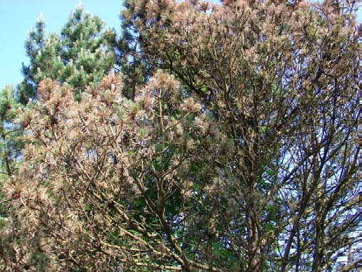 Nadelschütte (Mycosphaerella laricina). Stark befallene Bäume waren als Folge der Nadelschütte bereits im August nahezu kahl. Auch hier ist im Normalfall nicht mit Folgeschäden zu rechnen.