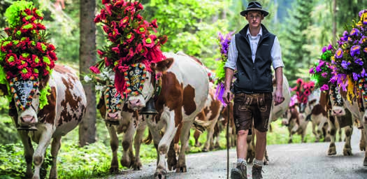 Almabtrieb in Söll. Eine der schönsten Traditionen in Tirol, bei der dem Herrn für einen guten, unfallfreien Almsommer gedankt wird. Söll erfrischt!